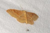 Idaea rubraria