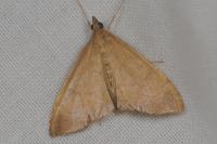 Anania crocealis