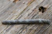 Hypomecis punctinalis