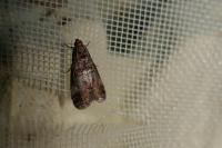 Acrobasis advenella
