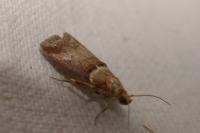 Acrobasis tumidana