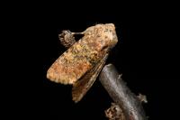 Polymixis argillaceago