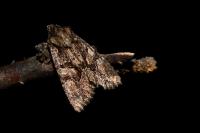 Dryobotodes tenebrosa