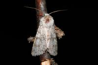 Aporophyla canescens