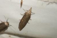 Lamoria zelleri