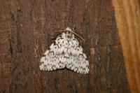 Lymantria monacha