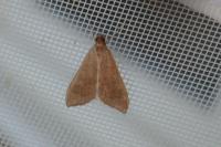 Mecyna asinalis