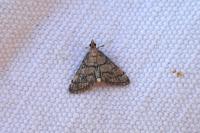 Metasia cuencalis bourgognei