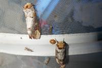Phalera bucephala