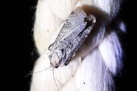 Epilecta linogrisea