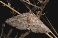 Calamodes occitanaria