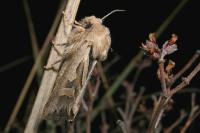 Eucoptocnemis optabilis