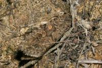Spodoptera exigua