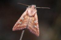 Lacanobia splendens