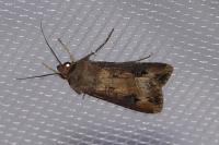 Agrotis ipsilon