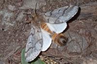 Thaumetopoea pityocampa