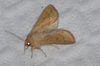 Mythimna vitellina