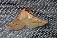 Crocallis elinguaria