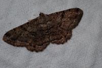 Peribatodes rhomboidaria rhomboidaria