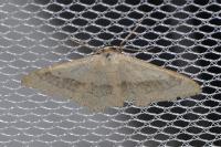 Idaea aversata