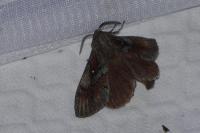 Dendrolimus pini pini