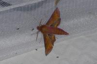 Deilephila porcellus