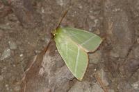 Pseudoips prasinanus