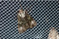 Craniophora ligustri