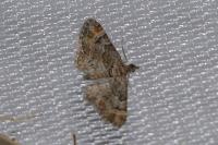 Gymnoscelis rufifasciata