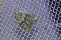 Cryphia algae/pallida/ochsi