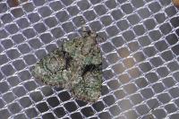 Cryphia algae/pallida/ochsi