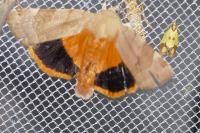 Noctua fimbriata/tirrenica