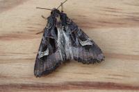 Trigonophora flammea