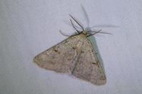 Isturgia miniosaria