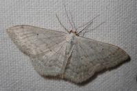 Scopula incanata