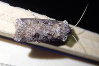 Agrotis clavis clavis