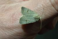 Caradrina kadenii kadenii