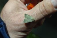 Caradrina kadenii kadenii