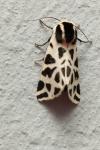 Cymbalophora pudica