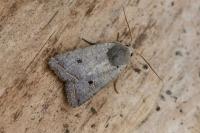 Leptologia lota