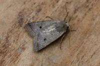 Leptologia lota