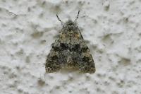 Polymixis xanthomista