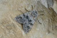 Polymixis xanthomista