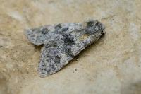 Polymixis xanthomista