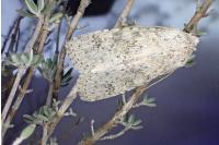 Aporophyla canescens