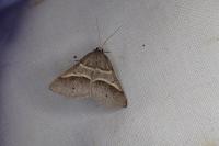 Perigune convergata