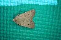 Xestia castanea
