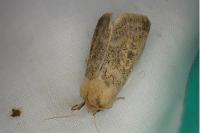 Episema glaucina