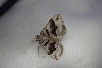 Scotopteryx peribolata