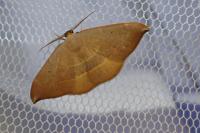 Watsonalla uncinula